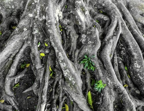 Dalla strategia al racconto: costruire uno storytelling credibile della sostenibilità